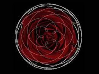 Venus-rose Venus-rose
